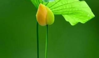 相聚2024人生感悟 2024年烟花爆竹感言